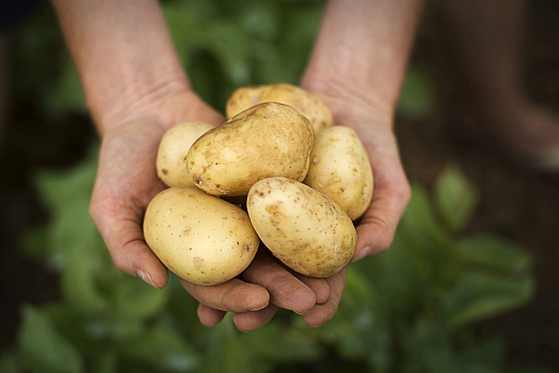 Уход за картофелем от А до Я: выбор сорта, посадка, важные нюансы